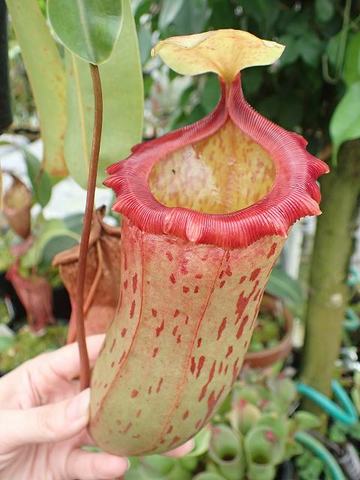 Nepenthes（ネペンテス/ウツボカズラ）の商品一覧 | Y's Exotics