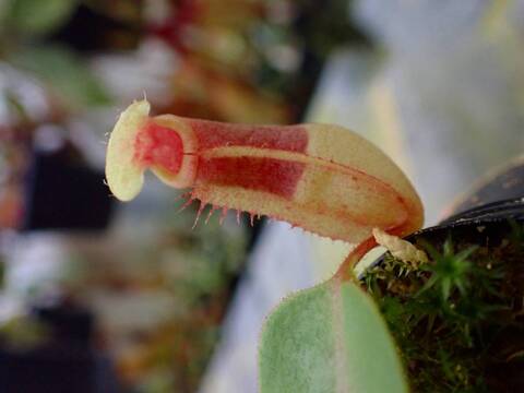 商品一覧 - Y's Exotics （山田食虫植物農園）