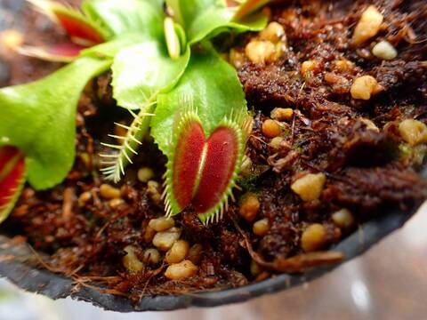 O165 5-2 Dionaea muscipula `BCP Phalanx X Bimbo'{extra long teeth}[BCP # 1622-03] BCP