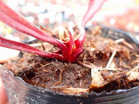 P460 #BBB S. purpurea ssp. purpurea f. heterophylla x rubra JF 