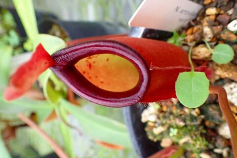 Nepenthes（ネペンテス/ウツボカズラ）の商品一覧 | Y's Exotics