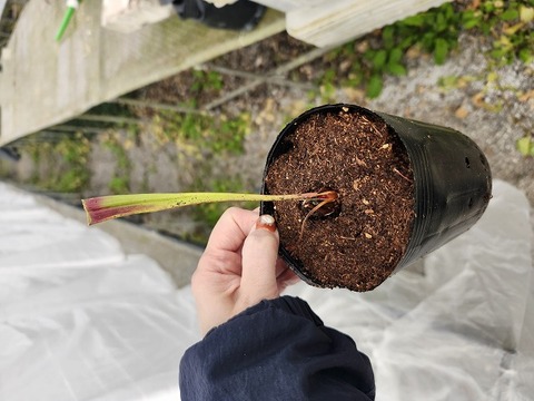 商品一覧 - Y's Exotics （山田食虫植物農園）