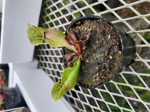 商品一覧 - Y's Exotics （山田食虫植物農園）