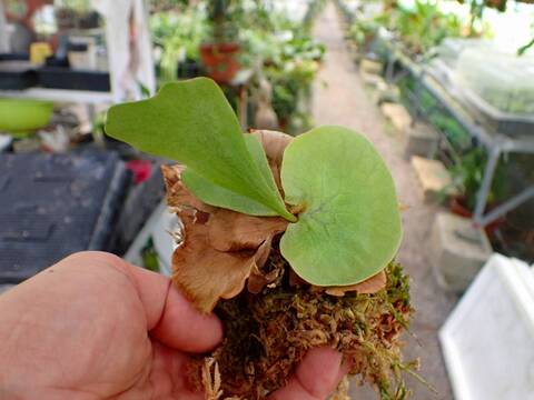 商品一覧 - Y's Exotics （山田食虫植物農園）