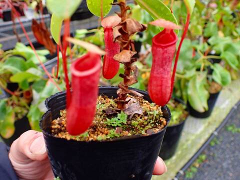 NEPETHICA ネペンテス SEALED BOTTLE PLANTS Viking X Ampullaria Black Miracle 2” Pot (ALL STARTER PLANTS