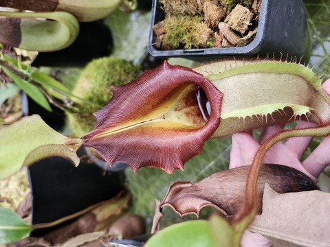 商品一覧 - Y's Exotics （山田食虫植物農園）