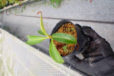商品一覧 | Y's Exotics （山田食虫植物農園）