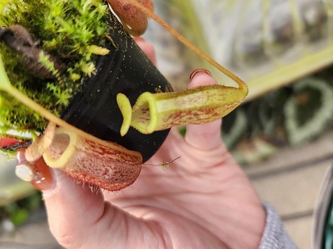 商品一覧 - Y's Exotics （山田食虫植物農園）