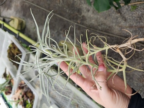 P184 3-1 T. plaeacea TI 