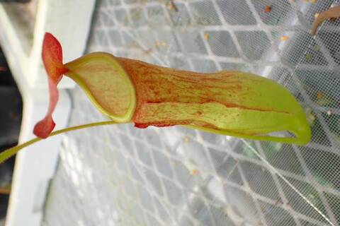 Nepenthes（ネペンテス/ウツボカズラ）の商品一覧 | Y's Exotics