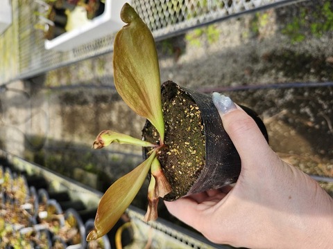 G034 4-1 S. purpurea ssp. var. burkii BCP 