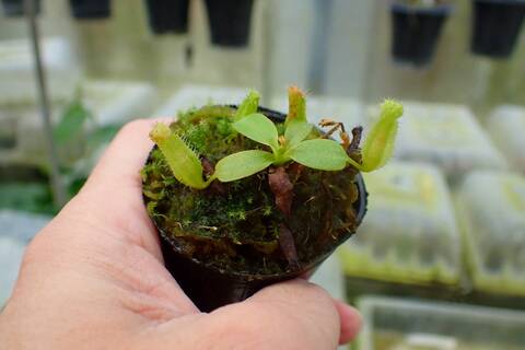 E130 1-3 N. peltata `Yellow Phantom' x xharryana Tambuyukon #NNN
