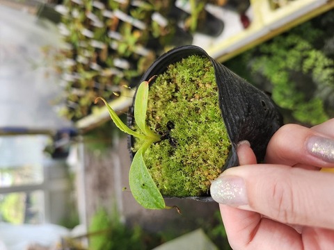 商品一覧 - Y's Exotics （山田食虫植物農園）