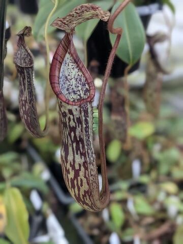 Nepenthes（ネペンテス/ウツボカズラ）の商品一覧 | Y's Exotics （山田食虫植物農園）