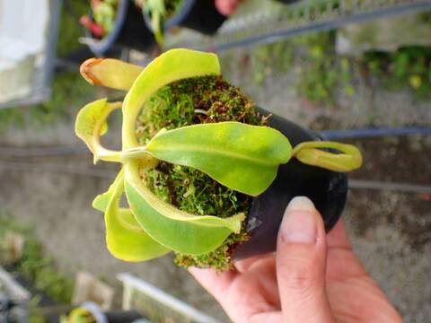 商品一覧 - Y's Exotics （山田食虫植物農園）