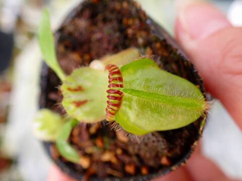 Y's Exotics （山田食虫植物農園）