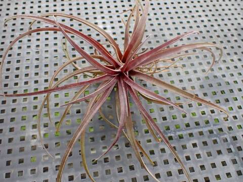 商品一覧 - Y's Exotics （山田食虫植物農園）