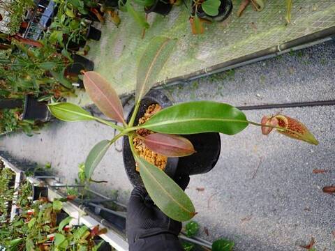 G713 5-3 N. maxima x burbidgeae