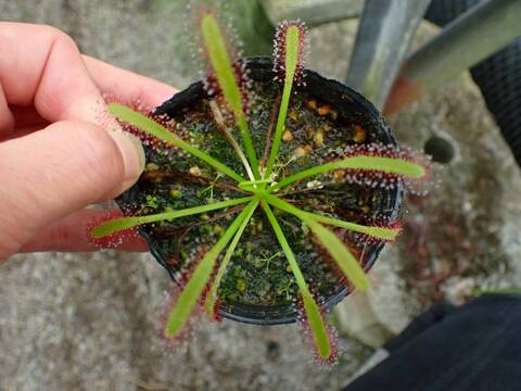 商品一覧 - Y's Exotics （山田食虫植物農園）
