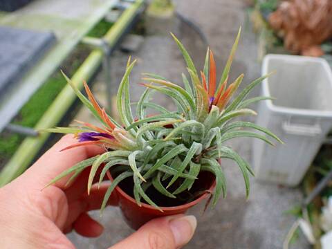 商品一覧 - Y's Exotics （山田食虫植物農園）