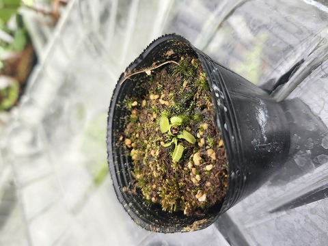 E570 5-1 Dionaea muscipula `GJ Hellcat' [BCP ID# 2800] BCP