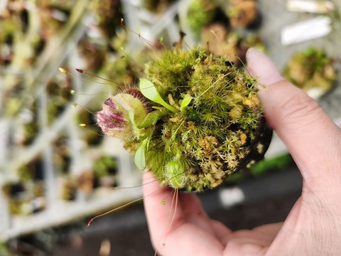 ル*ロ様 P.Bacterial 子株付き！ Cephalotus follicularis （セファロタス/フクロノユキノシタ