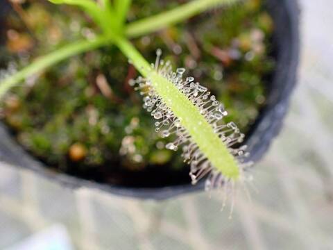 Y335 4-1 D. capensis alba 大彰園