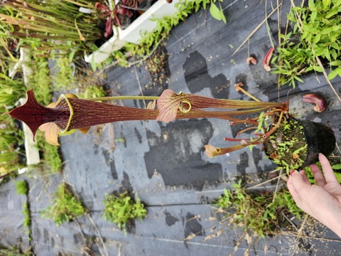 超特大　サカパネンシス Shopオレンジ | nakato-orchids