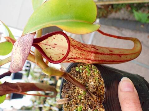 食虫植物　お知らせ用 湿度系植物追加！（食虫・サトイモ・ビカクシダなど） | オザキ