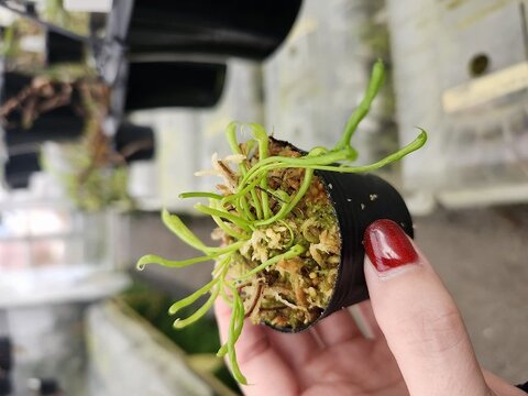 Darlingtonia（ダーリングトニア) の商品一覧 | Y's Exotics （山田食虫植物農園）