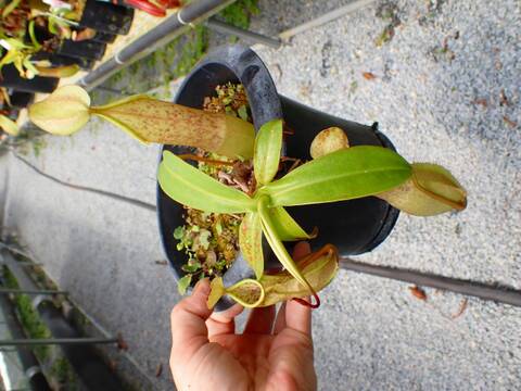 商品一覧 - Y's Exotics （山田食虫植物農園）