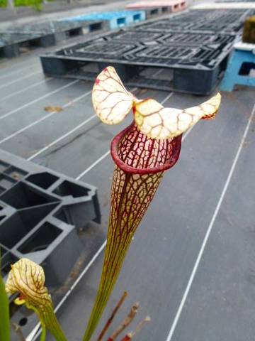 Sarracenia（サラセニア）の商品一覧 | Y's Exotics （山田食虫植物農園）