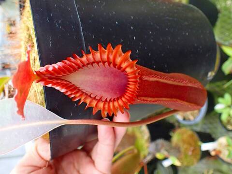 Y's Exotics （山田食虫植物農園）