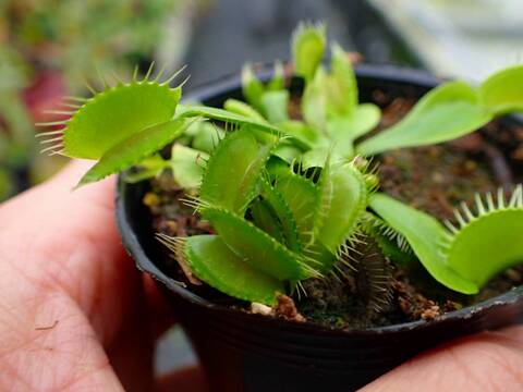 商品一覧 - Y's Exotics （山田食虫植物農園）