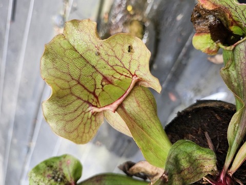 Sarracenia（サラセニア）の商品一覧 | Y's Exotics （山田食虫