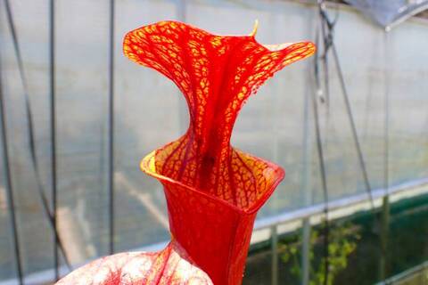 Sarracenia（サラセニア）の商品一覧 | Y's Exotics （山田食虫
