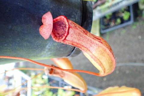 Y's Exotics （山田食虫植物農園）