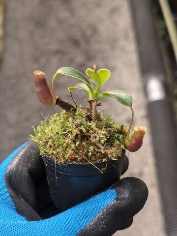 Nepenthes（ネペンテス/ウツボカズラ）の商品一覧 | Y's Exotics （山田食虫植物農園）