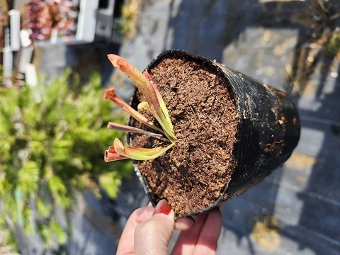 商品一覧 - Y's Exotics （山田食虫植物農園）