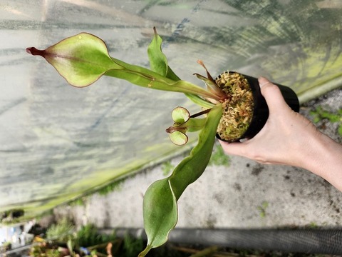 Heliamphora（ヘリアンフォラ）の商品一覧 | Y's Exotics （山田