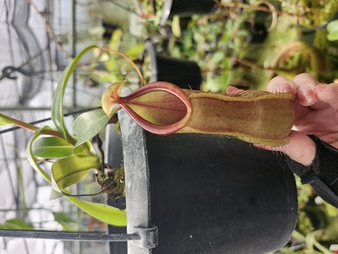Y539 1-3 N. ventricosa(f) x tentaculata EP