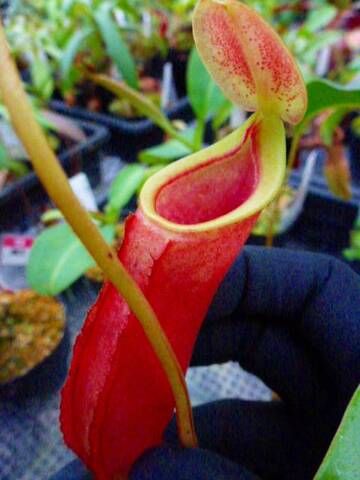 Nepenthes（ネペンテス/ウツボカズラ）の商品一覧 | Y's Exotics （山田食虫植物農園）