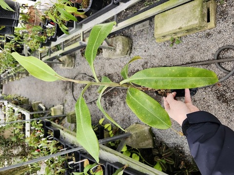 O638  3-2 N. xHookeriana 