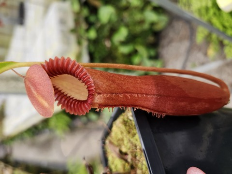 特③現品限り超特大な壺を持つネペンテス・ミランダ 特③現品限り超特大な壺を持つネペンテス・ミランダ