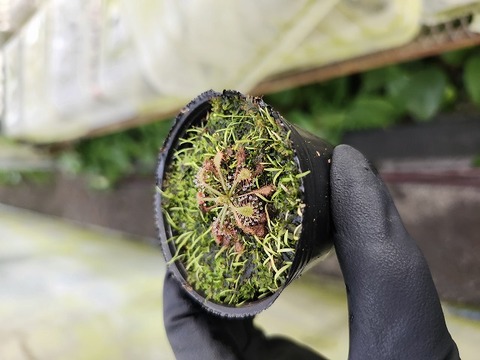 O170 1-4 D. oblanceolata {pink, form, Tsitsikamma National Park, RSA}[BCP ID# S260] BCP 