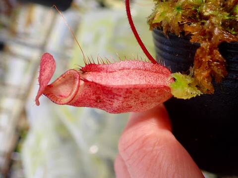 商品一覧 - Y's Exotics （山田食虫植物農園）