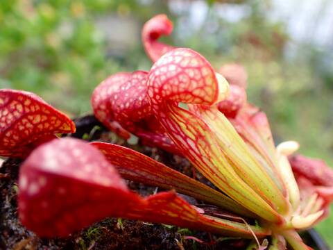 商品一覧 - Y's Exotics （山田食虫植物農園）