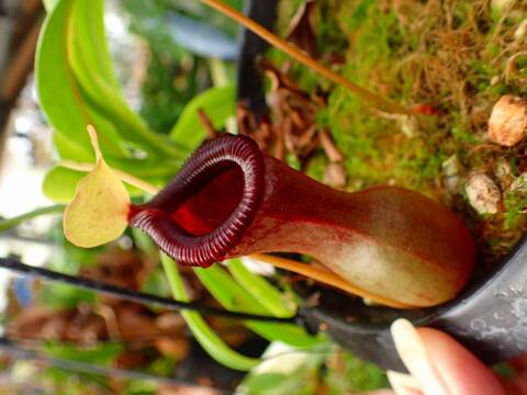 商品一覧 - Y's Exotics （山田食虫植物農園）