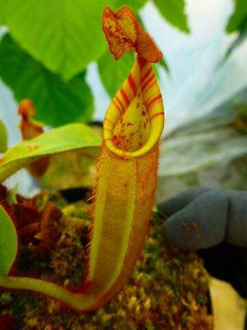 Nepenthes（ネペンテス/ウツボカズラ）の商品一覧 | Y's Exotics （山田食虫植物農園）