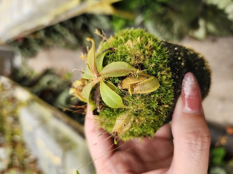teatネペン Nepenthes（ネペンテス/ウツボカズラ）の商品一覧 | Y's Exotics